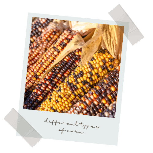 Corn-INTI Languages indigenous language learning, INTI Languages